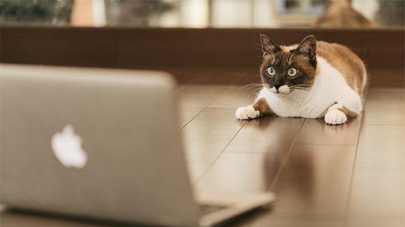 パソコンの画面を見て思わず驚く猫